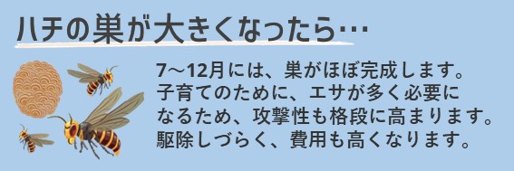 蜂の巣は7~12月には大きくなって、巣がほぼ完成します。子育てのために、エサが多く必要になるため、蜂の攻撃性も格段に高まります。 駆除しづらく、費用も高くなります。