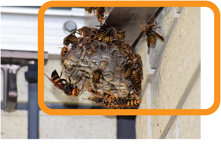アシナガバチの巣 再発防止